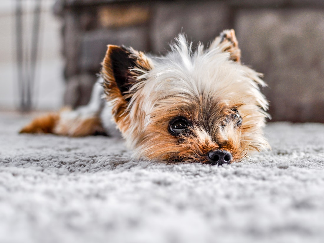 Carpet maintenance for homes with pets and high traffic